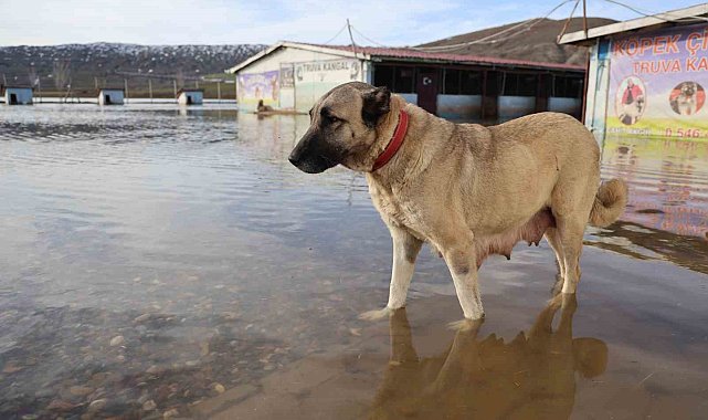 Sivas'ın dünyaca ünlü marka değeri Anadolu Aslanları su altında kaldı