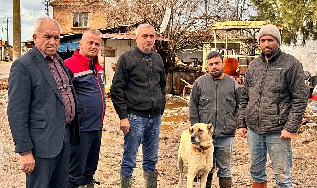 Söke Ovası'nda yağış sonrası zarar tespit çalışmaları