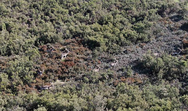 Sosyal medyada paylaşıldı, Tuzla'daki geyikler ilgi odağı oldu