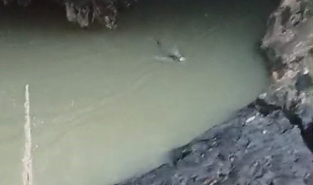 Su samuru balık avlarken görüntülendi