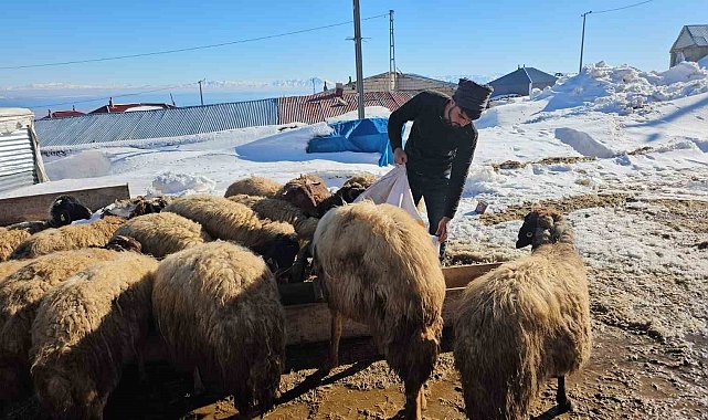 Süphan Dağı'nın eteğinde zorlu hayvancılık mücadelesi