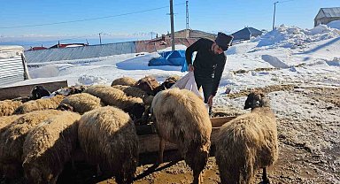 Süphan Dağı'nın eteğinde zorlu hayvancılık mücadelesi