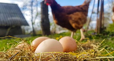 Tavuk eti ve yumurtada 'Aralık' artışı