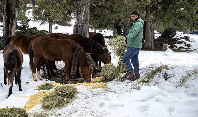 Toros Dağlarındaki yılkı atları ve yabani hayvanlar unutulmadı