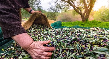 Türkiye'nin zeytin ve zeytinyağı mirası fotoğrafla geleceğe taşınıyor