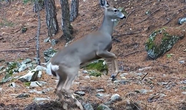 Uludağ'da fotokapana yakalanan karacanın sevimli halleri