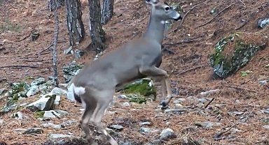 Uludağ'da fotokapana yakalanan karacanın sevimli halleri