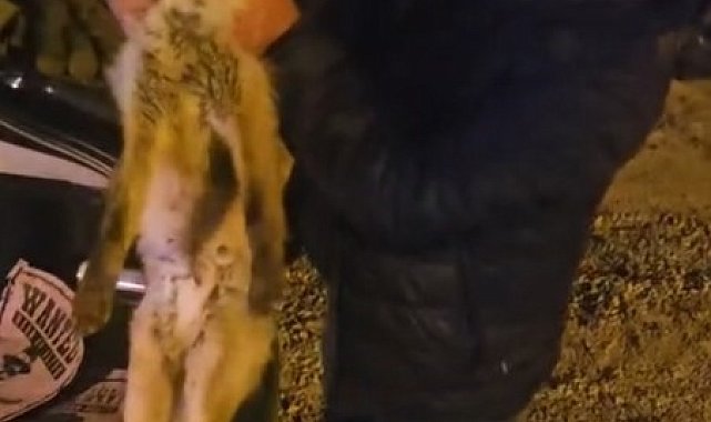 Yaralı tilki için seferber oldu