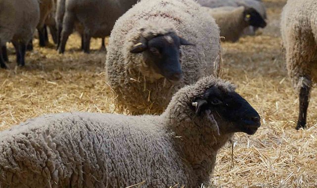 Yılların Merinos Koyunu'na yeni etçil rakip geldi: Bandırma Koyunu