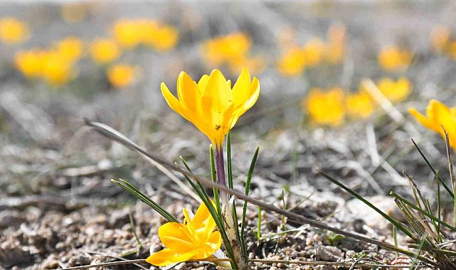 Yozgat'ta bu yıl çiğdemler baharı erkenden müjdeledi