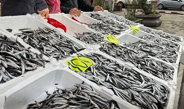 Zonguldak'ta Sevgililer Günü'ne özel hamsi kampanyası: Kilosunu 100 liradan sattılar
