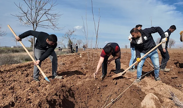 20 bin çınar Şanlıurfa için hazırlanıyor
