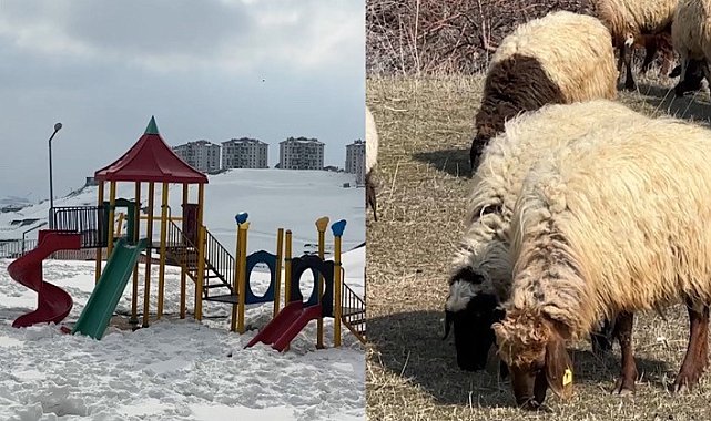 40 kilometre arayla iki mevsim: Yüksekova'da kar, Esendere'de bahar mesaisi