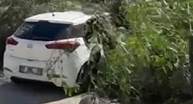 Adana'da şiddetli rüzgar ağaçları devirdi