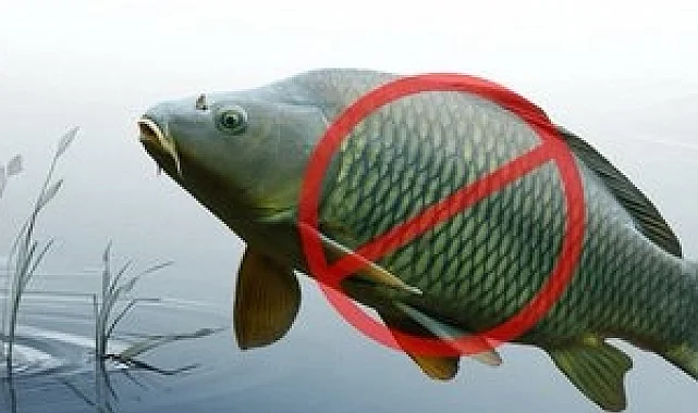 Adana'da sazangillerin avcılığına 31 Mayıs'a yasak!