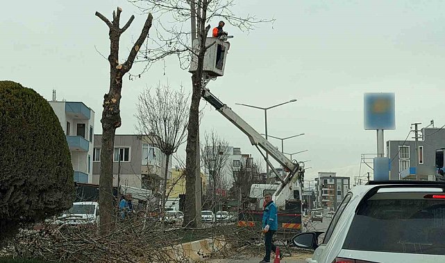 Adıyaman'da refüjlerdeki ağaçlar budanıyor