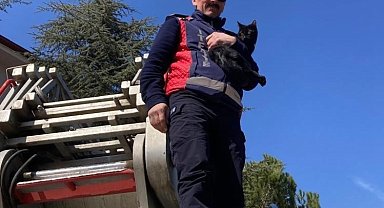 Ağaçta kalan kediyi itfaiye kurtardı