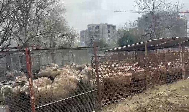 Ahırda çıkan yangında çok sayıda hayvan telef oldu