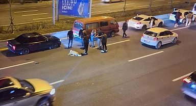 Ankara'da başıboş köpek sorunu kazalara neden oluyor