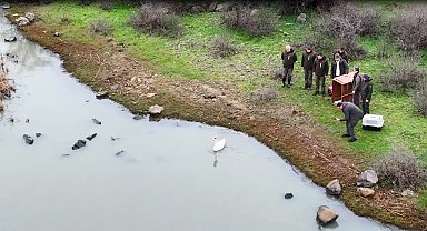 Ankara'da düşen kuğu Edirne'de özgürlüğüne kavuştu