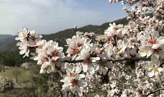 Antalya'da badem ağaçları çiçek açtı, doğada renk cümbüşü yaşanıyor