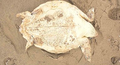 Antalya'da ölü caretta caretta kıyıya vurdu