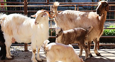 Antalya'da ücretsiz parazit uygulaması üreticinin yüzünü güldürdü