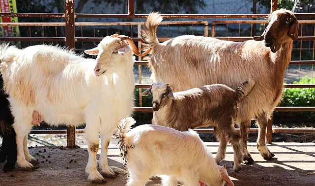 Antalya'da ücretsiz parazit uygulaması üreticinin yüzünü güldürdü