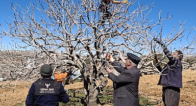 Antep fıstığında bakım ve budama zamanı