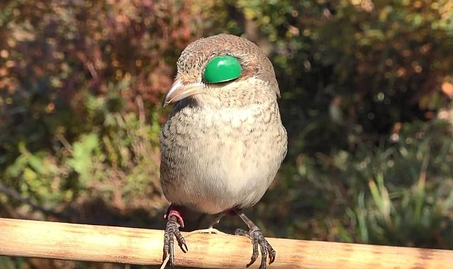 Atmacacılık geleneği için Meclis'ten karar çıktı