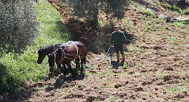 Aydın dağlarında incir ve zeytin üreticisinin karasabanla zorlu mücadelesi başladı