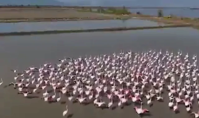 Aydın Söke'de flamingolar ve yaban kuşları için doğaya yardım