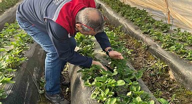 Aydın'da hasat öncesi çilek bahçeleri kontrol edildi