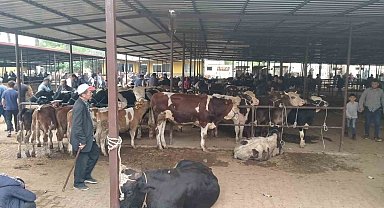 Aydın'da hayvan pazarlarında yeni dönem: "Kurallar ve saatler belirlendi"