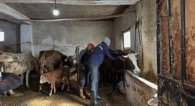 Aydıntepe'de 2026 ilkbahar şap aşılama kampanyası tamamlandı