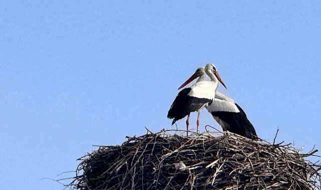 Baharın habercisi leylekler Ardahan'a ulaştı