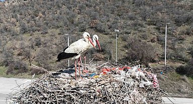 Baharın habercisi olan leylekler, Ankara'ya ulaştı