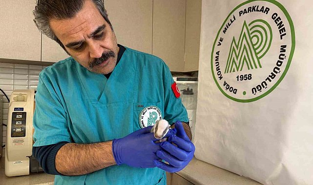 Balıkesir'de bitkin halde bulunan porsuk yavrusu koruma altına alındı