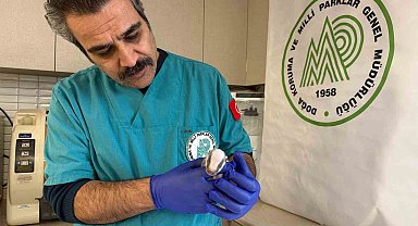 Balıkesir'de bitkin halde bulunan porsuk yavrusu koruma altına alındı