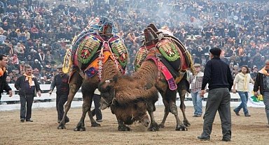 Balıkesir'de deve güreşlerinin önü açıldı