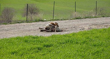 Baraj içerisine ve ulu orta atılan büyükbaş hayvan leşleri pes dedirtti