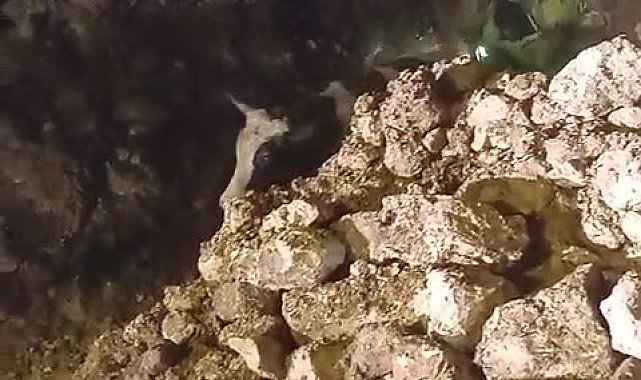 Batman'da fırtınada 2 katlı taş bina çöktü: Enkaz altında kalan 5 büyükbaş hayvan kurtarıldı