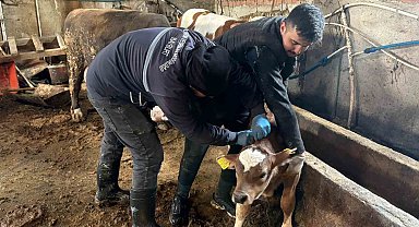 Bayburt genelinde şap, brusella aşılamaları ve küpeleme çalışmaları sürüyor