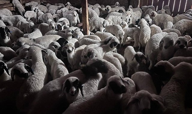 Bayburt'ta buzağı, malak, kuzu ve oğlak desteği ikinci dönem başvuruları yarın başlıyor