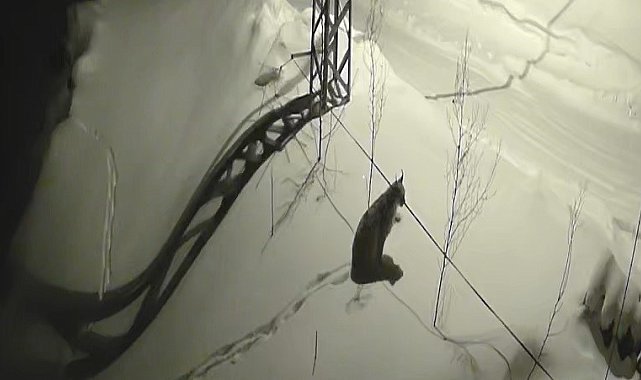 Bayburt'ta köye inen vaşak güvenlik kamerasında: Yol kenarında durup çevreyi izledi