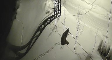 Bayburt'ta köye inen vaşak güvenlik kamerasında: Yol kenarında durup çevreyi izledi