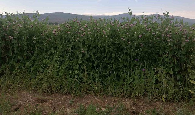 Bayburt'ta yüzde 50 hibeli bezelye tohumu desteğinde başvurular 23 Mart'ta başlıyor