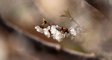 Beyaza bürünen kiraz ağaçları görsel şölen oluşturdu
