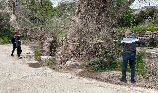 Bodrum'da 2 bin yıllık dev çınar keşfedildi