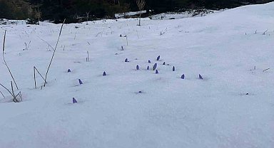 Bolu'da açan çiğdemler kar altında kaldı